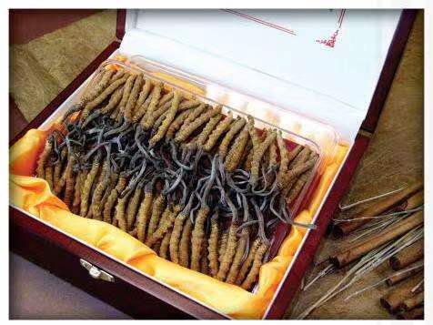 广汉冬虫夏草回收